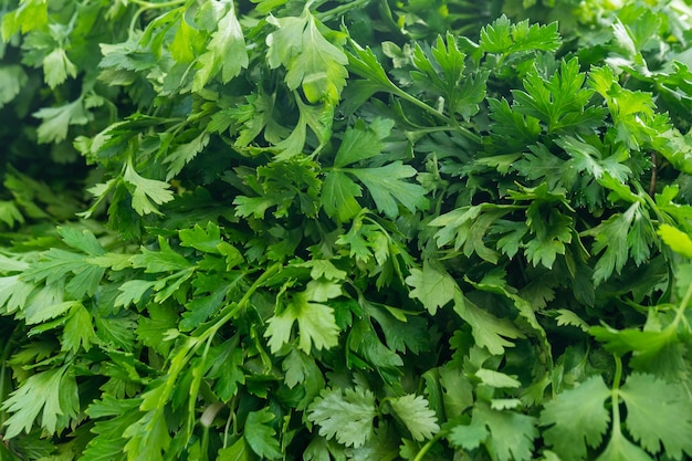 파슬리 식물의 녹색 잎은 건강에 좋은 음식입니다