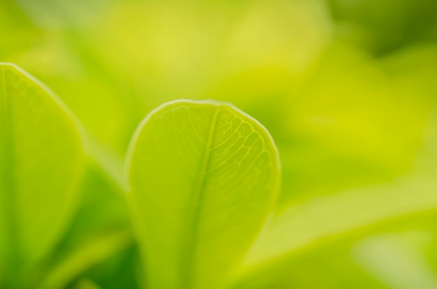 Green leaves, pattern, background blurred