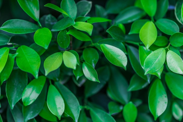 Fondo del modello delle foglie verdi, sfondo naturale e carta da parati. perfetto primo piano della natura artistica