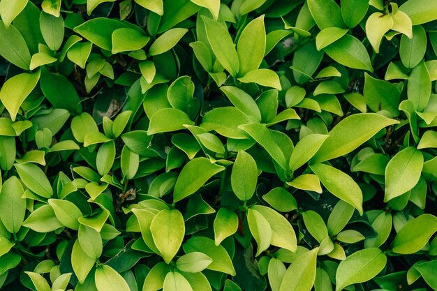 Green leaves pattern background Natural background and wallpaper