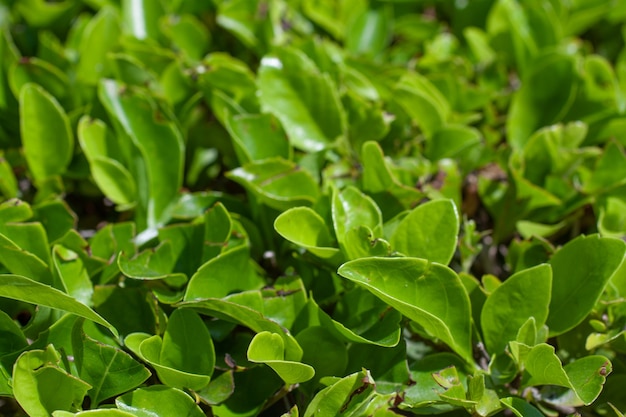 Green leaves pattern background, Natural background and wallpaper.