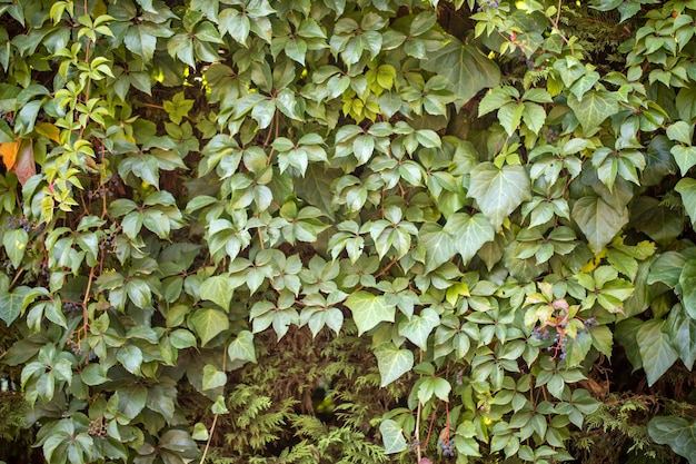 Green leaves pattern background Natural background and wallpaper