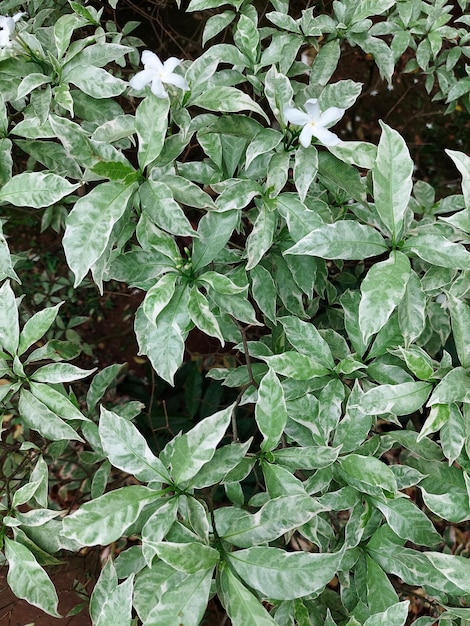 Green leaves pattern background Natural background