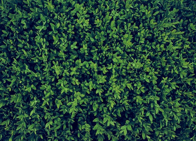 緑の葉のパターンの背景。
