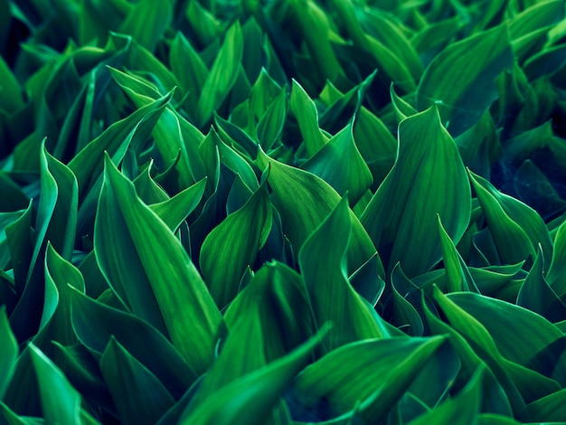 Green leaves pattern background