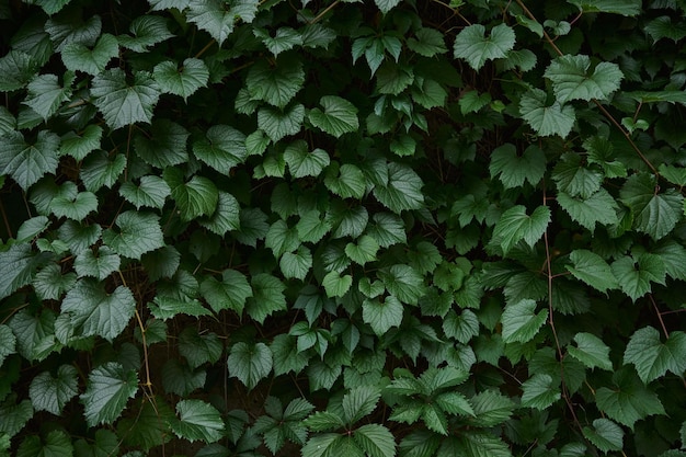 Green leaves pattern background