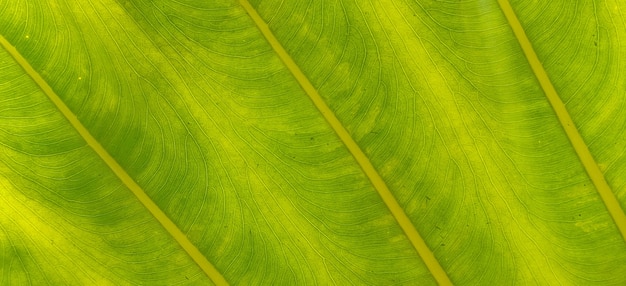 Green leaves pattern background