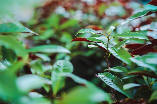 Green leaves pattern background