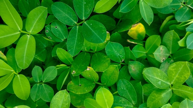 green leaves pattern background