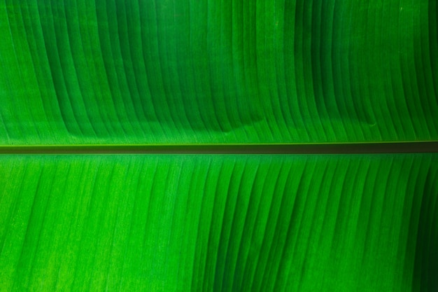 緑の葉のパターンの背景