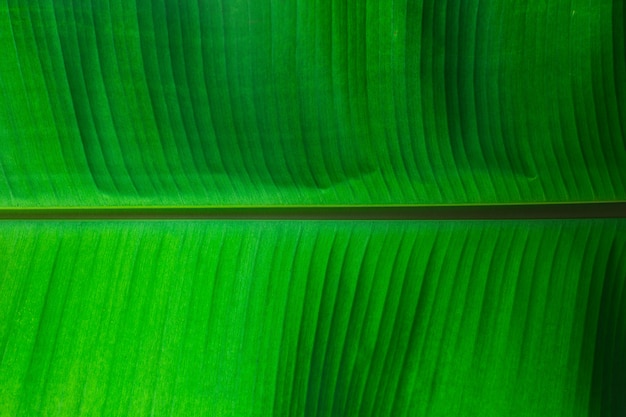 The Green leaves pattern background