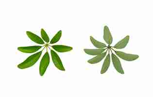Photo green leaves pattern dwarf umbrella tree or schefflera arboricolaisolated on white background