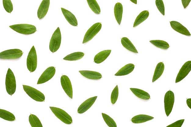 Green leaves pattern isolated on the white background 