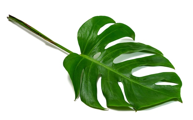 Green leaves pattern leaf monstera isolated on white background