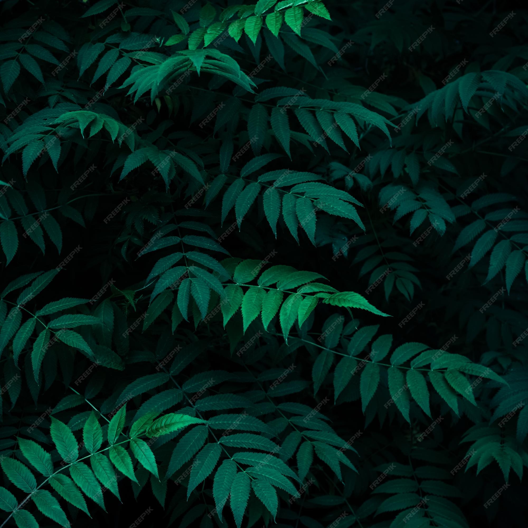 Premium Photo | Green leaves pattern summer natural plant background  wallpaper dark texture of fresh foliage in night greenery backdrop for  design