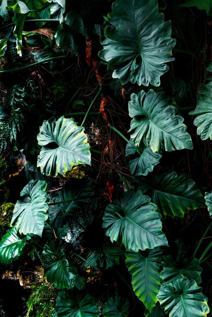 Green leaves pattern of tropical leaf plant in forest