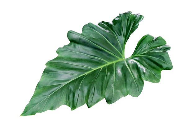 Green leaves pattern of tropical leaf plant isolated on white backgroundinclude clipping path