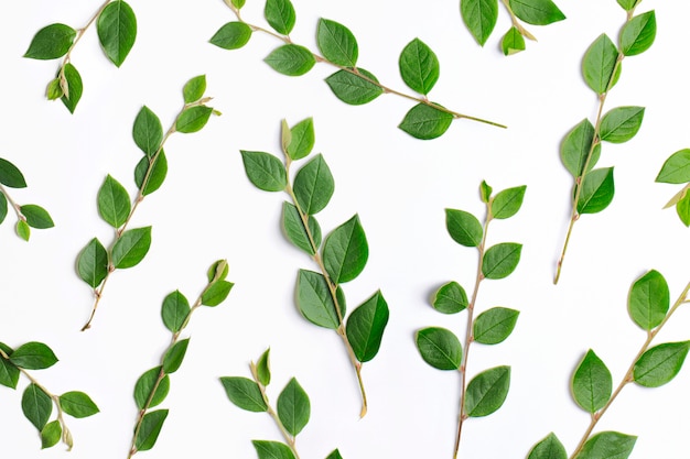 Green leaves pattern on a white background