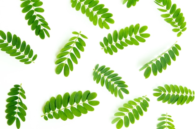 Green Leaves pattern on white background.