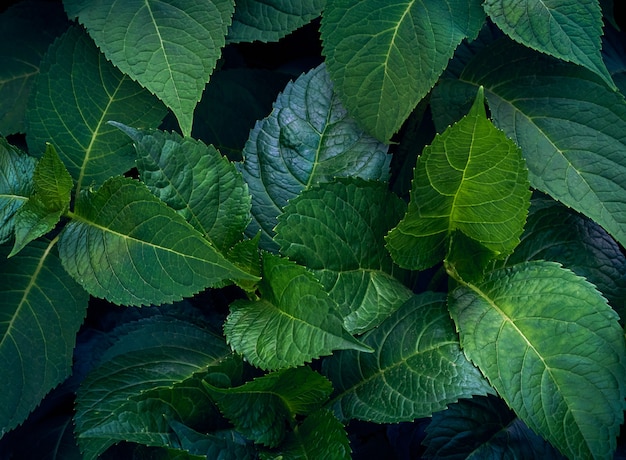 Green leaves pattern.