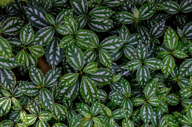 Green leaves pattern