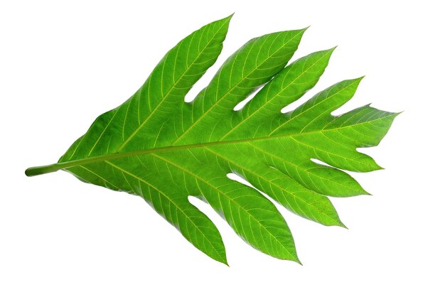 Green leaves patternleaf breadfruit isolated on white backgroundinclude clipping path