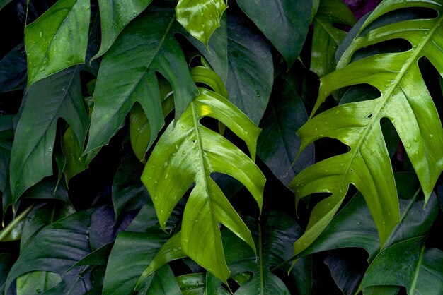 Green leaves patternleaf monstera in the forest for nature background