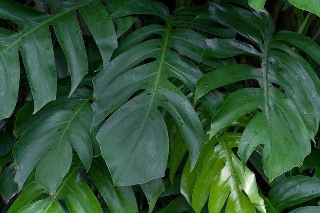 Green leaves patternleaf monstera in the forest for nature background