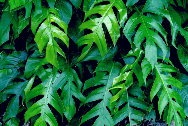 Green leaves patternleaf monstera in the forest for nature background