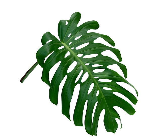 사진 녹색 잎 패턴 잎 몬스테라는  바탕에 고립되어 있습니다. 절단 경로를 포함합니다.