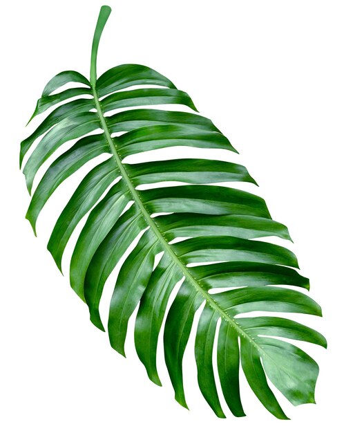 Green leaves patternleaf monstera isolated on white backgroundinclude clipping path