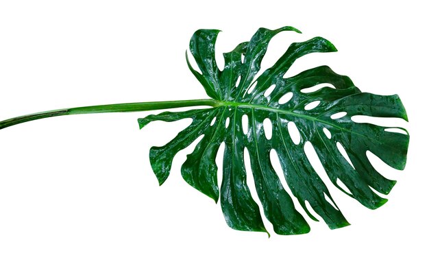 Foto foglie verdi a disegno monstera a foglia isolata su sfondo bianco includere percorso di taglio