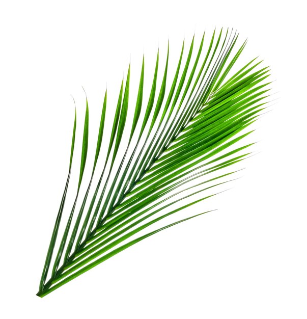 Green leaves patternleaf palm tree isolated on white background