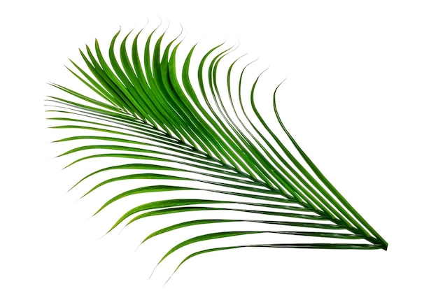 Green leaves patternleaf palm tree isolated on white background