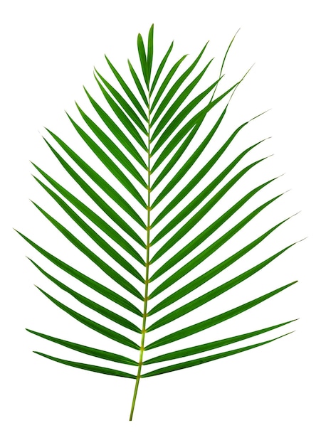 Green leaves patternleaf palm tree isolated on white background