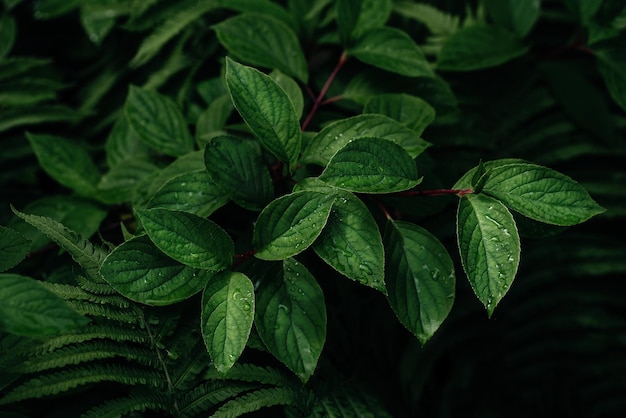 Green leaves petals background Vibrant green foliage