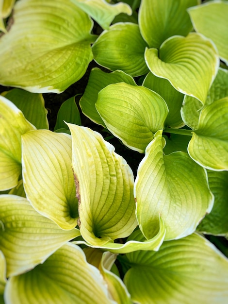写真 緑の葉の写真。コンセプト植物と庭