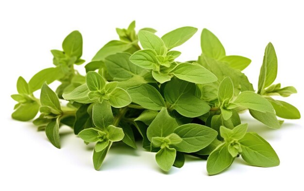 Green Leaves Pile on White Background