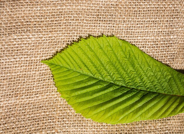 Green leaves placed on linen canvas