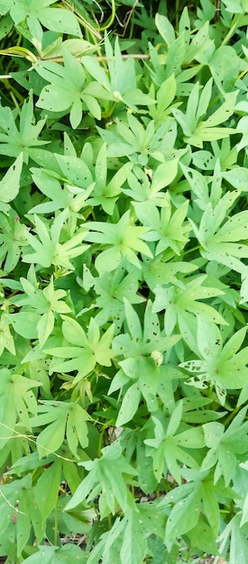 Photo the green leaves of the plant are green