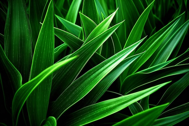 Green leaves of a plant as a background Shallow depth of field