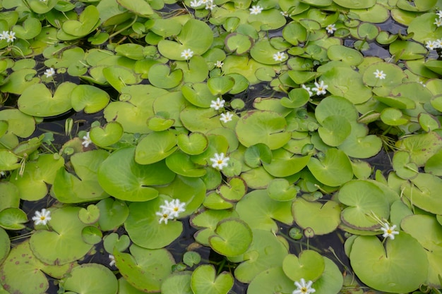 Green leaves plant in botanic garden, stock photo