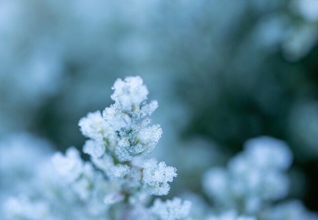 朝の霜で覆われた植物の緑の葉。