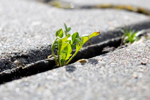 Green leaves of plant grow from crack in tile