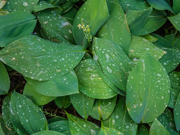 Green leaves plant growing in wild after rain