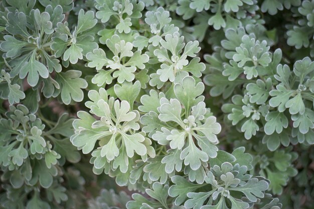 緑の葉植物の自然の背景