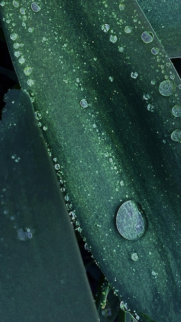 Green leaves of a plant with dew drops on a spring warm early morning Background for your needs