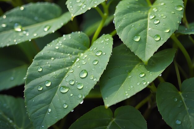 Green leaves of a plant with dew drops