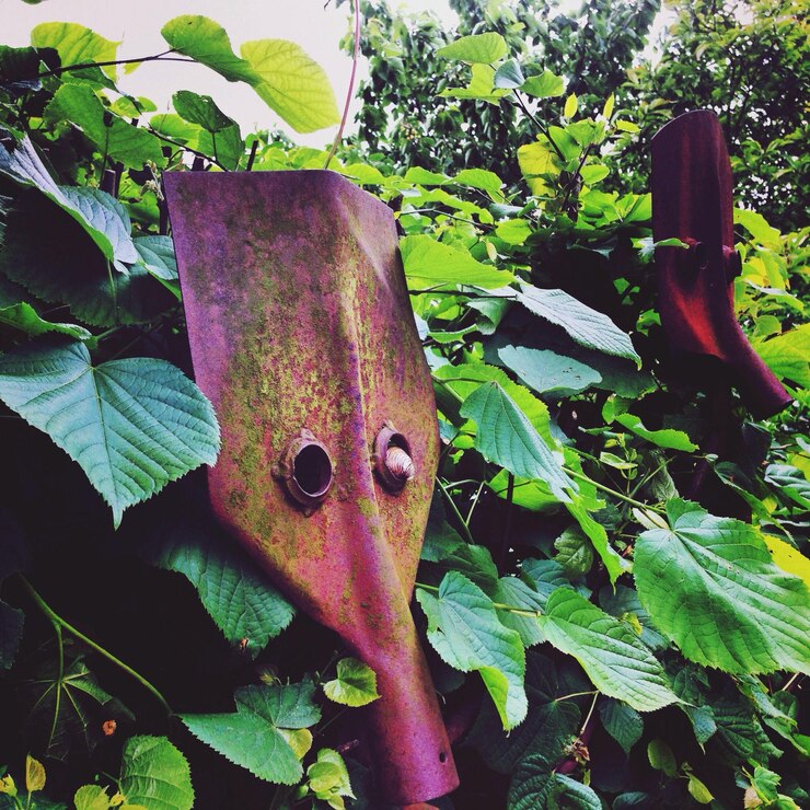 फोटो green leaves on plant