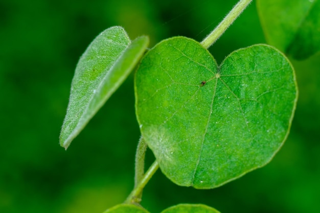 Green leaves on a plant